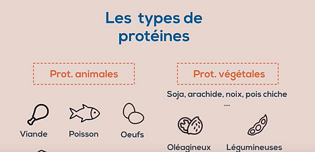 Bases de la nutrition, Les protéines